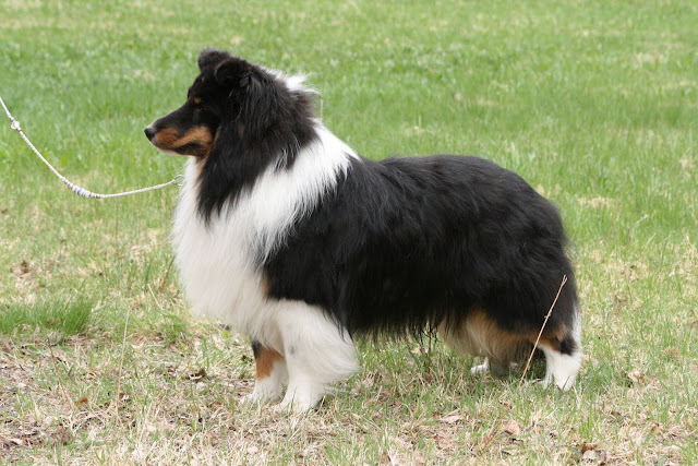 kuva: Kennel Pikikuonon